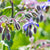 Borage