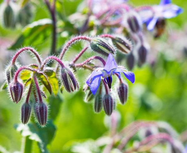 Borage