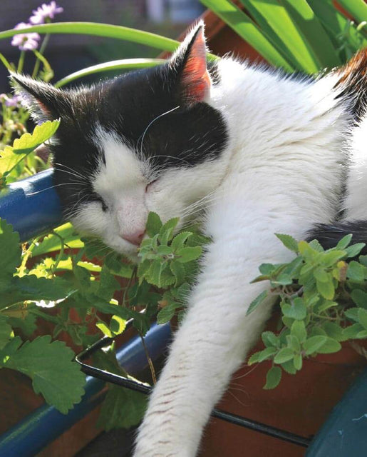 Catnip Seeds Nepeta – West Coast Seeds