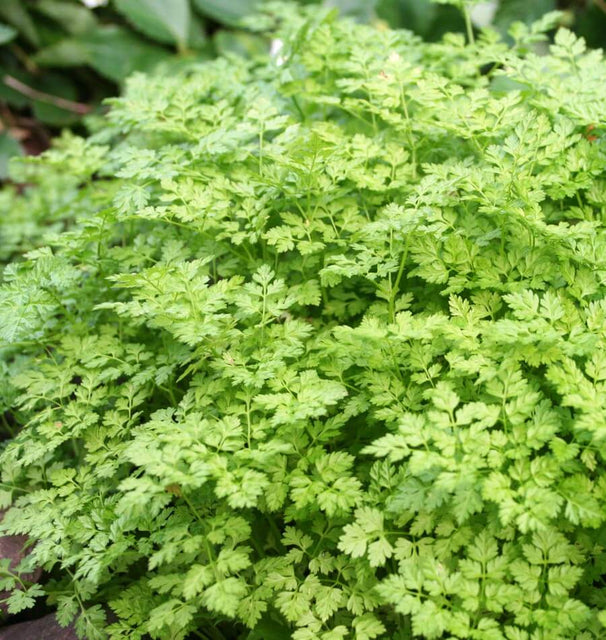 Chervil Seeds