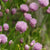 Chives