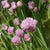 Certified Organic Chives Seeds