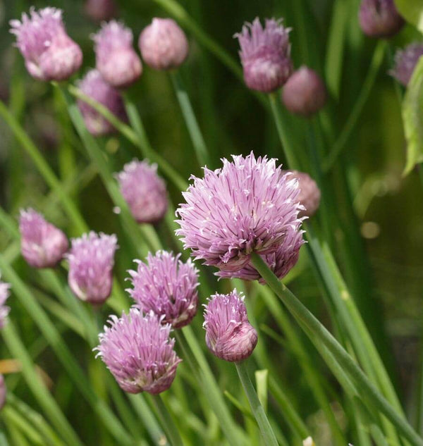 Chive Tree Chive Plant Buy Chives Allium Schoenoprasum: £1.75 Delivery By Crocus