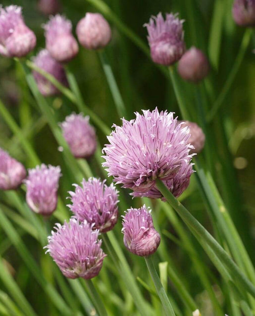 Certified Organic Chives Seeds