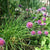 Chives