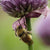 Chives
