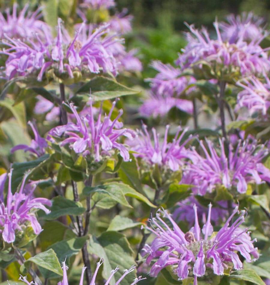 bergamot plant indoor Wild Bergamot