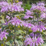 How to grow Bergamot seeds