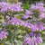 How to grow Bergamot seeds