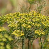 Dill Seeds
