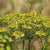 Dill Seeds