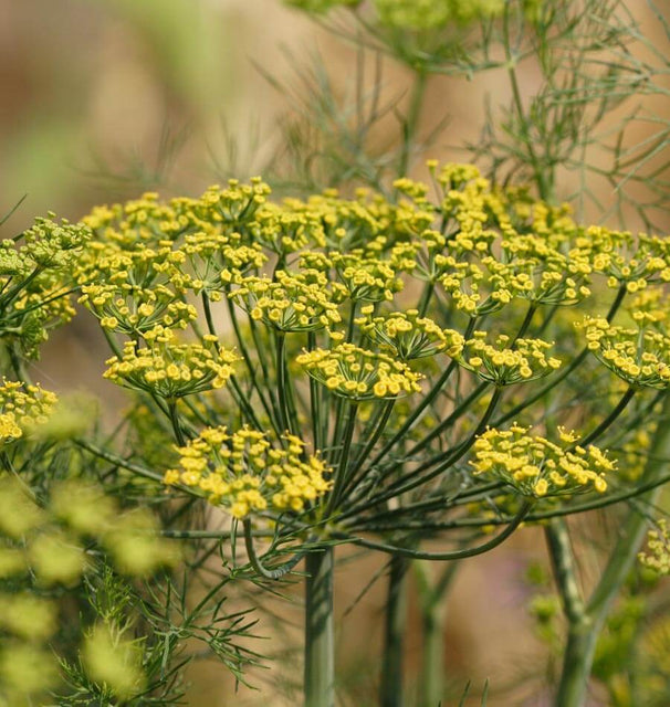Dill Seeds