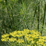 Fernleaf Dill