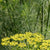 Fernleaf Dill