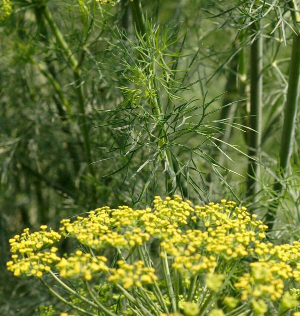Fernleaf Dill