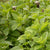 Mint Seeds
