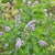 Peppermint
