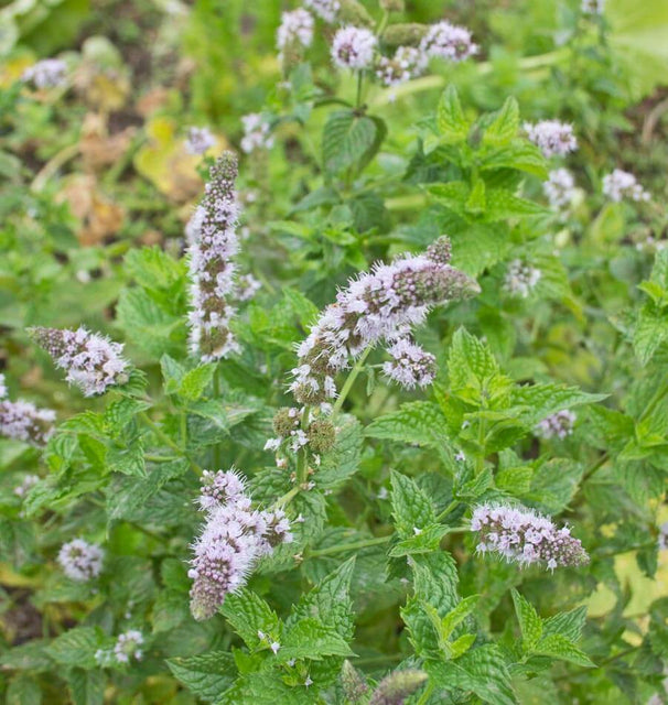 peppermint plant from seed Peppermint Seeds – West Coast Seeds