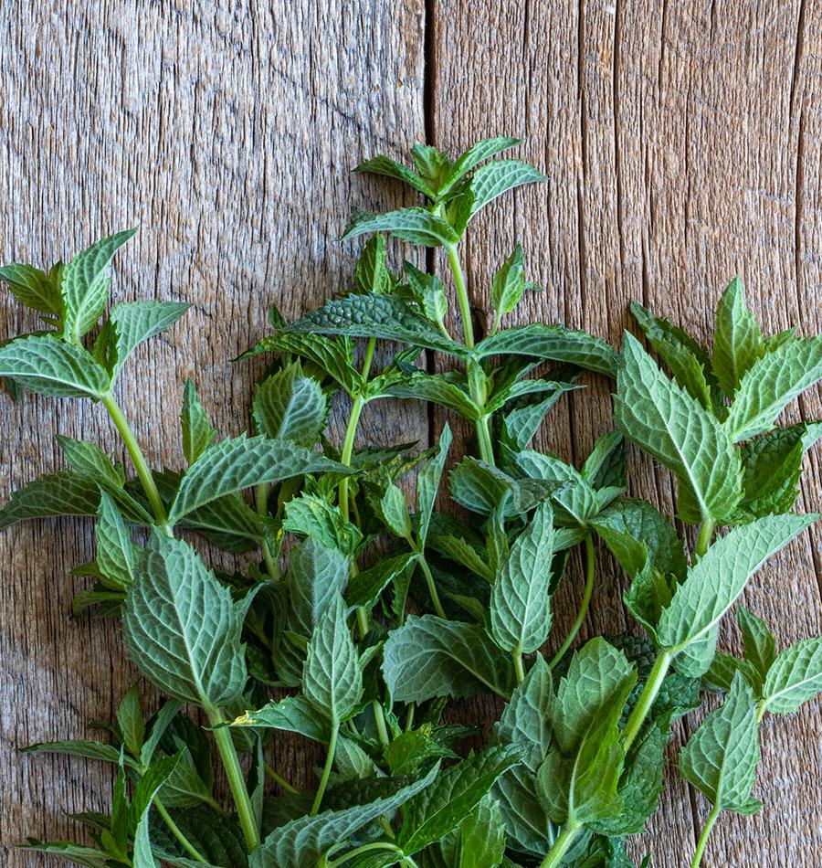 peppermint seeds planting Peppermint