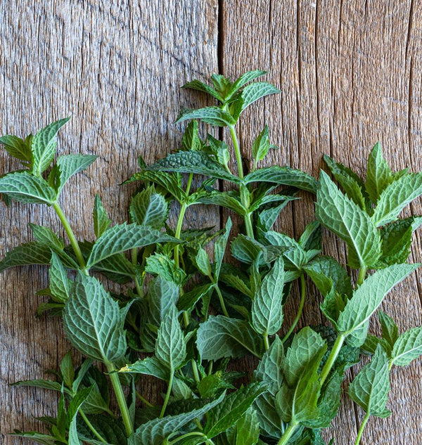 Peppermint