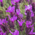 French Lavender