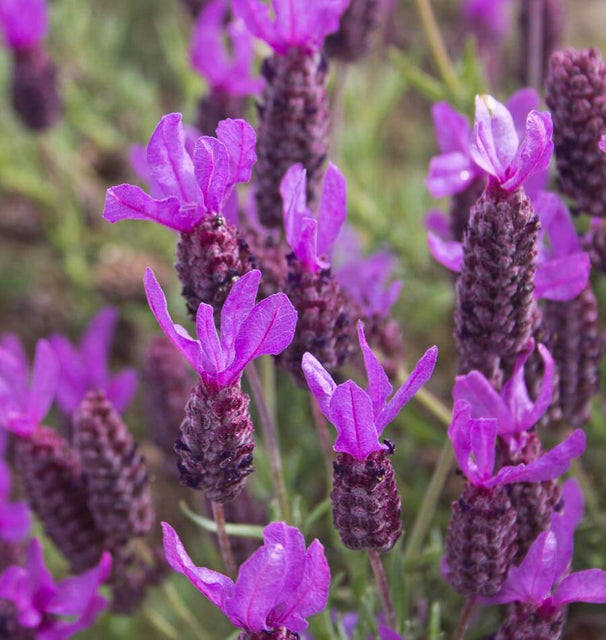 french lavender from seed French Lavender Seeds – West Coast Seeds
