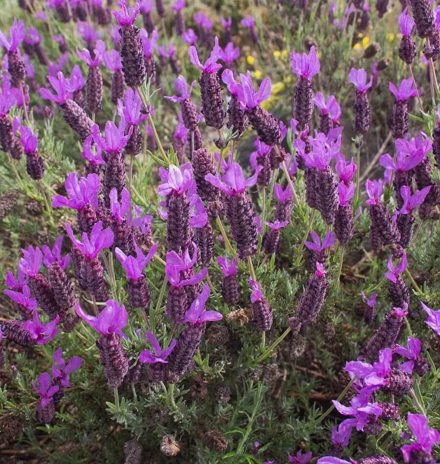 french lavender from seed French Lavender Seeds – West Coast Seeds