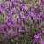 French Lavender