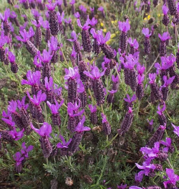 french lavender seeds for sale French Lavender Seeds – West Coast Seeds