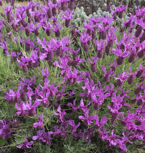 Lavender Seeds  West Coast Seeds