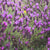French Lavender