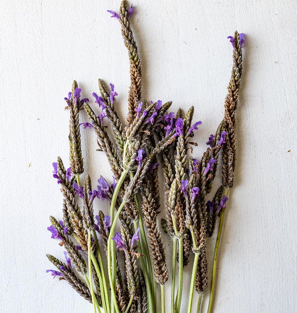 west coast seeds lavender Spanish Eyes Lavender Seeds – West Coast Seeds