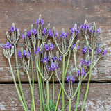 spanish eyes lavender plant Spanish Eyes Lavender Seeds – West Coast Seeds