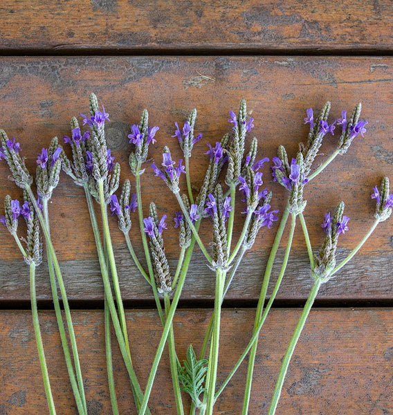 spanish eyes lavender plant Spanish Eyes