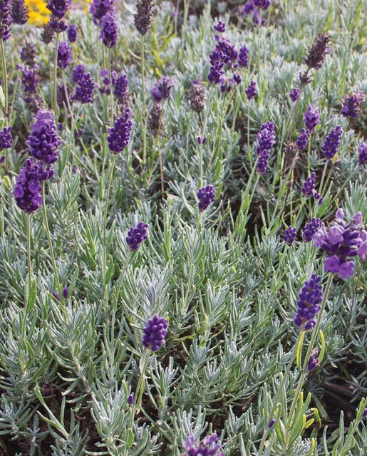 Dwarf Munstead Lavender Seeds HR1096-1