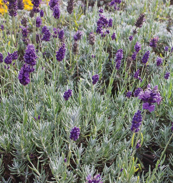 lavender mustard plant Dwarf Munstead