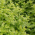Lemon Balm