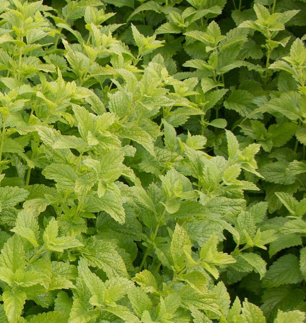 Lemon Balm