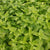 Lemon Balm