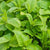 Lemon Balm Seeds