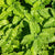 Lemon Balm
