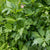 Lovage