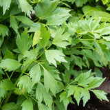 Lovage