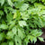 Lovage