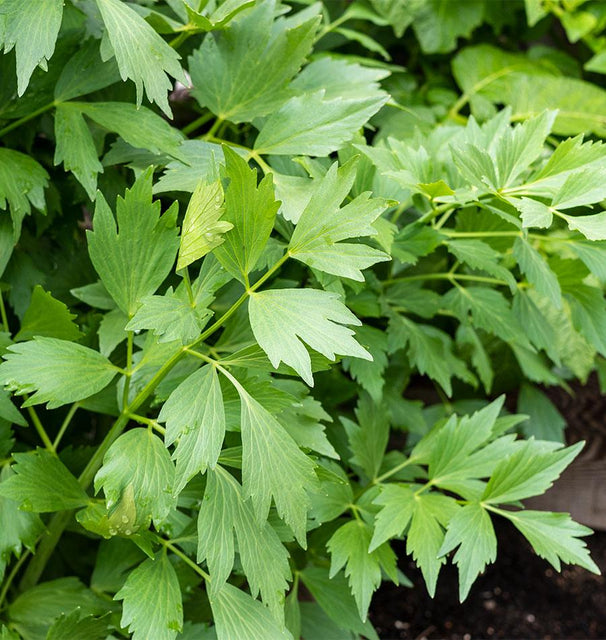 Lovage