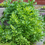 Lovage