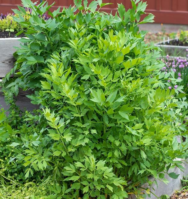 Lovage