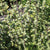 Sweet Marjoram