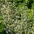 Sweet Marjoram