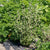 Sweet Marjoram